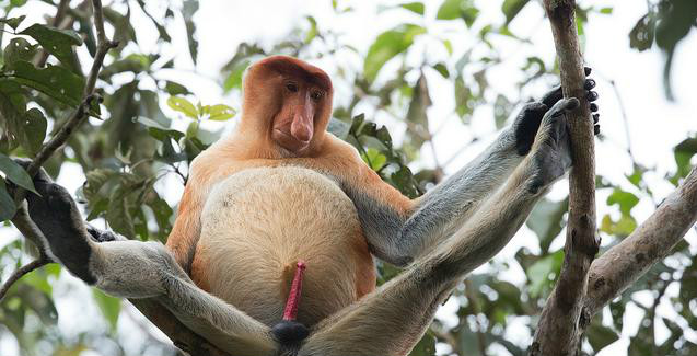  p>长鼻猴(学名: i>nasalis larvatus /i>),是东南亚 a href="#" data