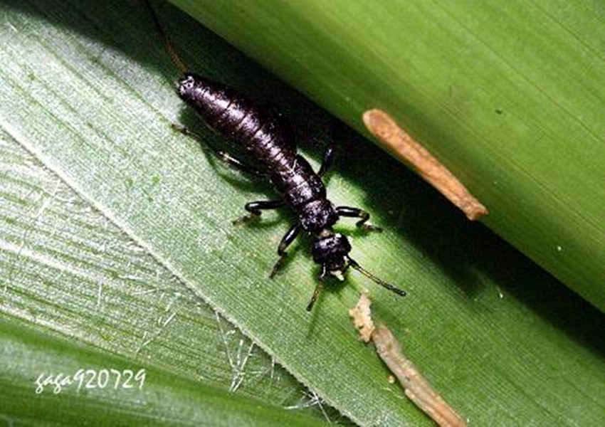 黑足蚁形隐翅虫