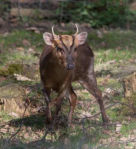  a href="#">脊椎动物亚门 /a>, a href="#">哺乳纲 /a>, a href="#">