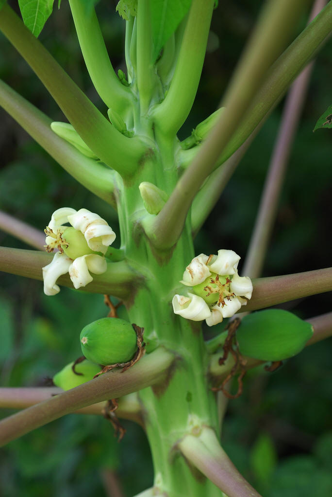  p>番木瓜,番木瓜科番木瓜属的常绿软木质小乔木,高达10米,具有乳汁