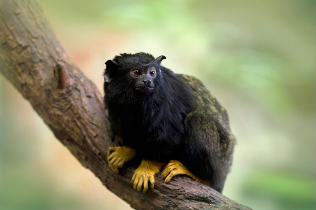  p>红吼猴( a href="#" data-lemmaid="8074290">学名 /a>alouatta