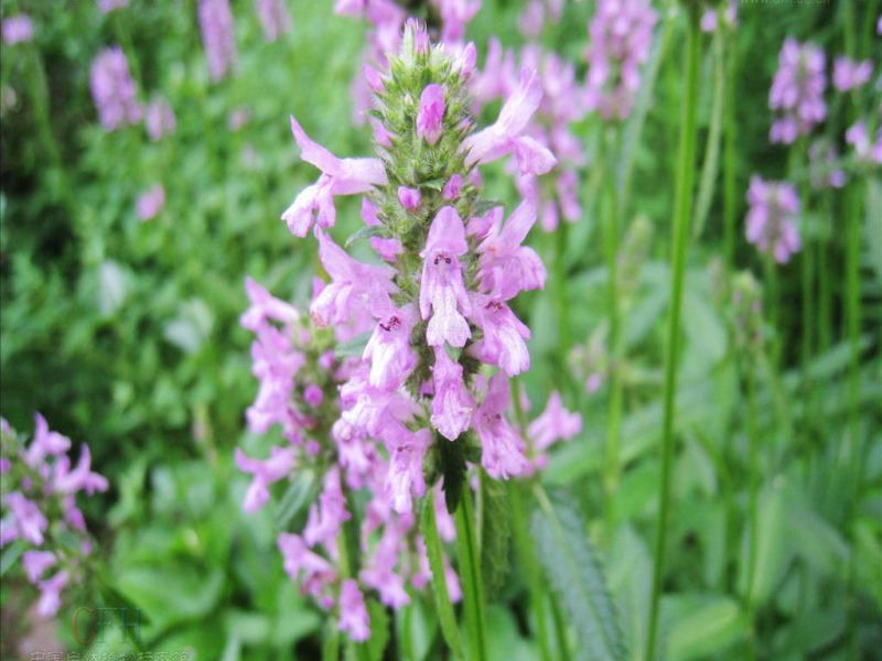betonica officinalis