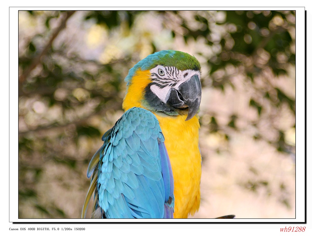 黄冠亚马逊鹦鹉