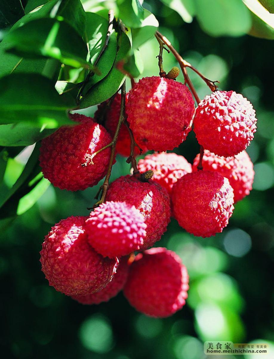 是无患子科,荔枝属 a target="_blank" href="/item/常绿乔木