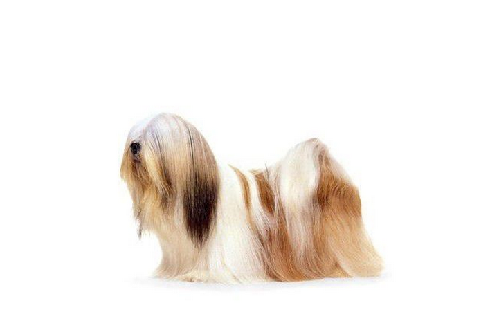 apso),常用名: a href="#" data-lemmaid="9994602">拉萨狮子狗 /a>