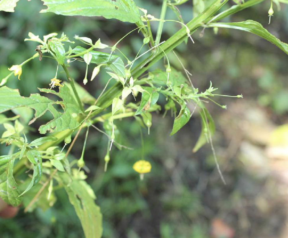  p>细梗香草(学名: i>lysimachia capillipes /i> hemsl.