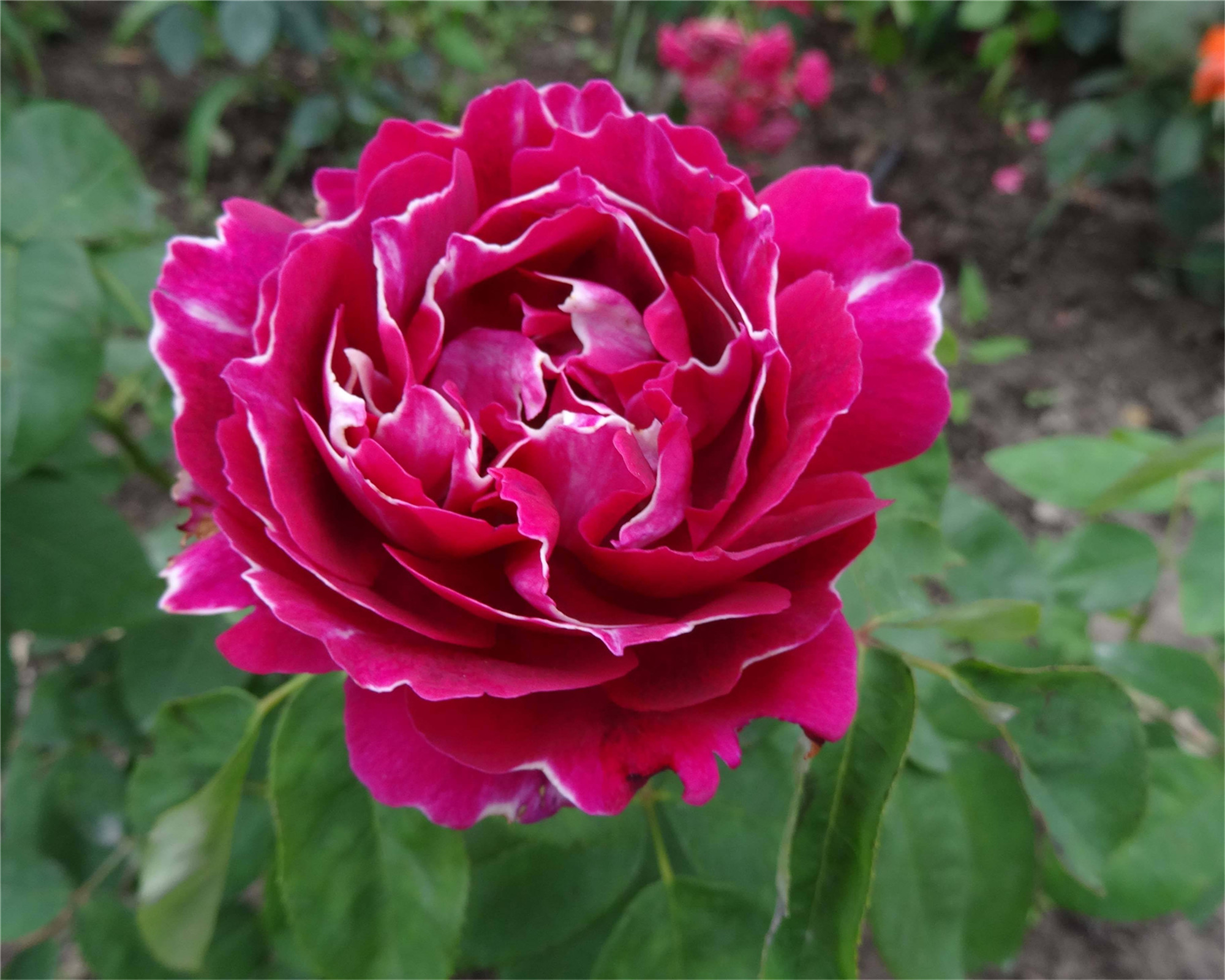  p>朱砂紫袍:是 a target="_blank" href="/item/茶花/315158" data