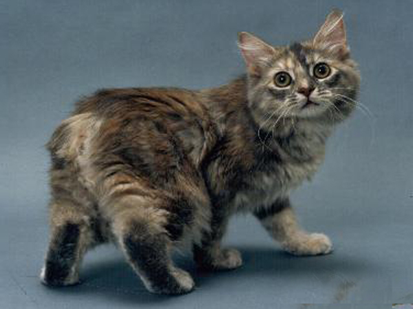  p>马恩岛猫(英文名称:manx),为一种原产于英国 a href="#" data