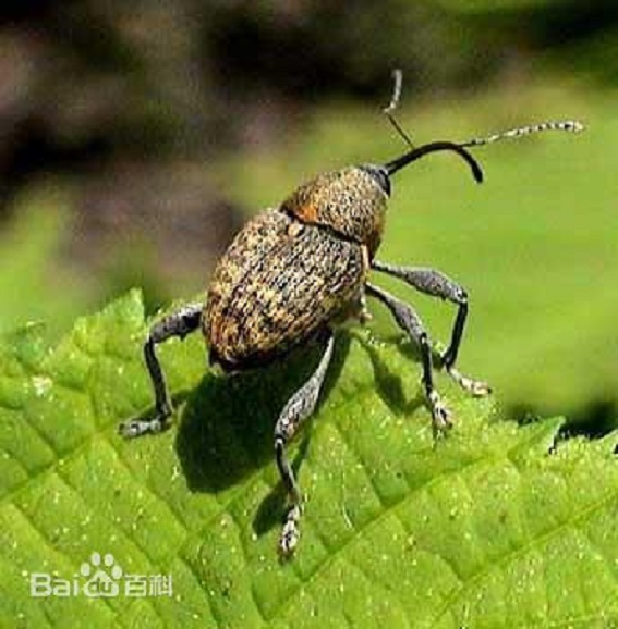  p>榛实象鼻虫(curculio dieckmann faust)是鞘翅目,象甲科的一类动物
