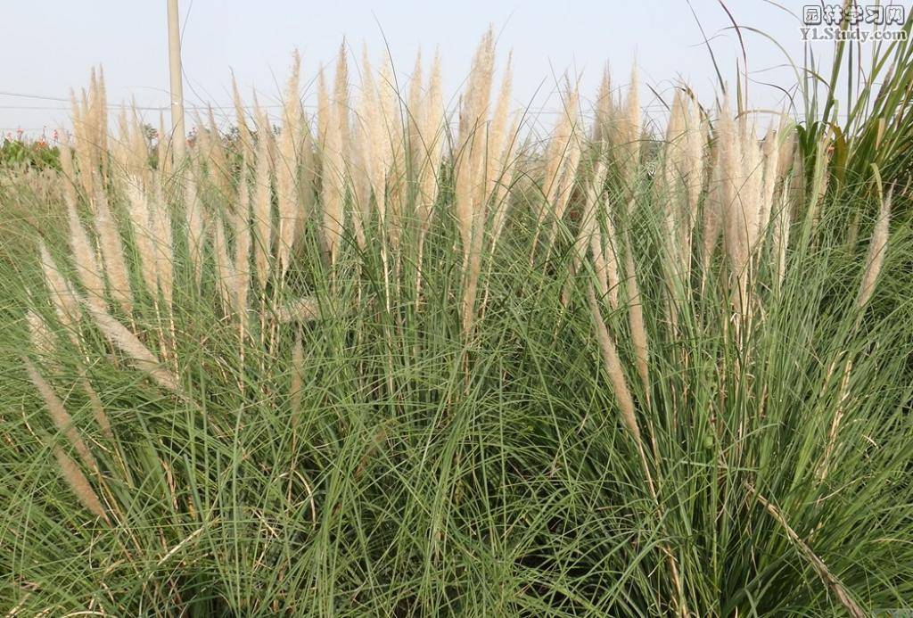  p>蒲苇属(学名:cortaderia stapf)是禾本科下一个属.