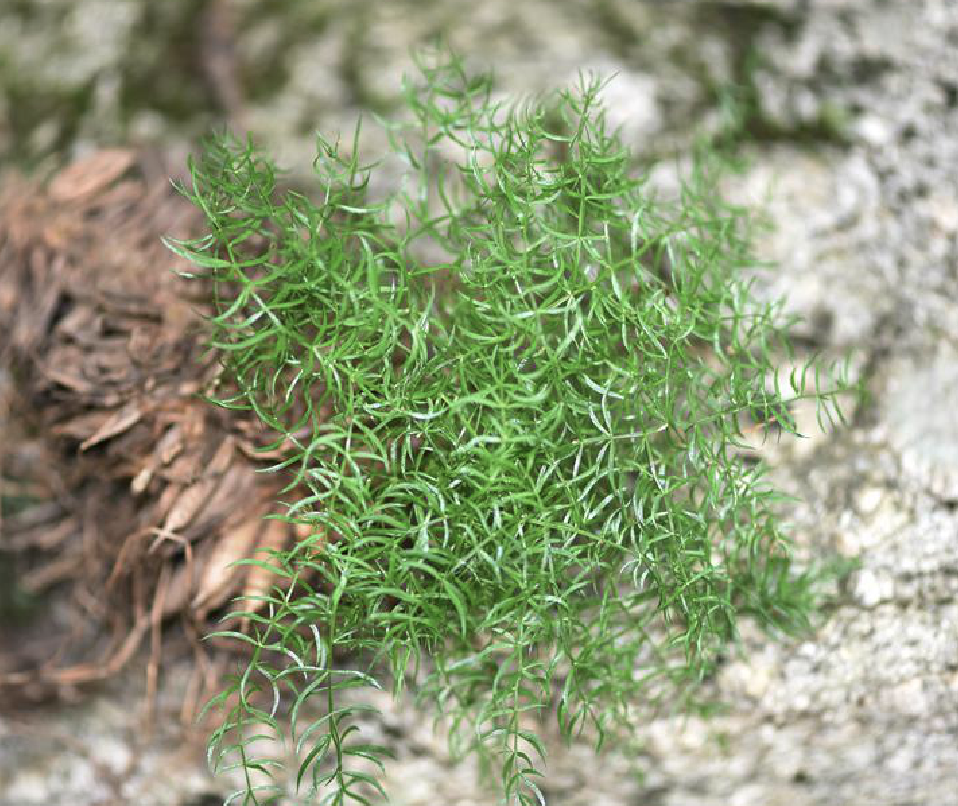  p>羊齿天门冬 i>(学名:asparagus filicinus  /i>ham. ex d.