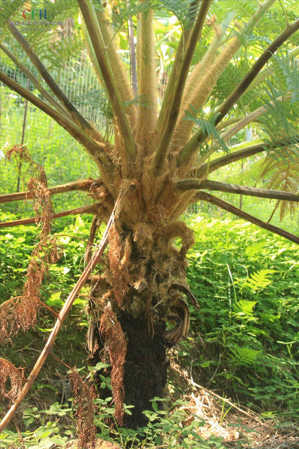  p>桫椤属,桫椤科植物,植株为乔木状或灌木状,主茎短而不露出地面或稍
