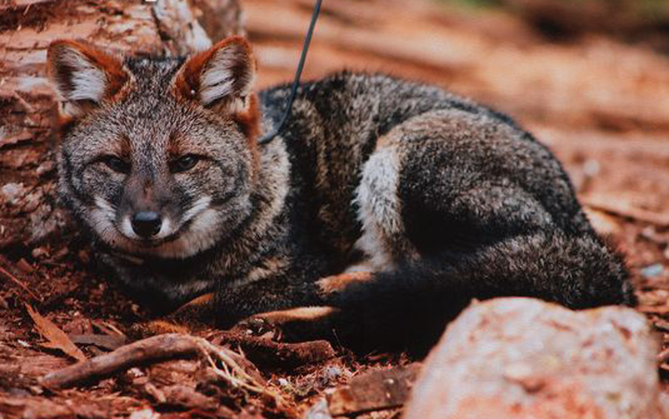 pseudalopex fulvipes