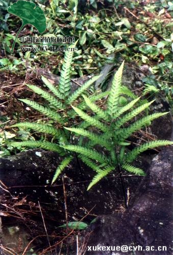 叶柄长45厘米,粗约3毫米,禾秆色,基部密被黑褐色,基部卵圆形,向上为线