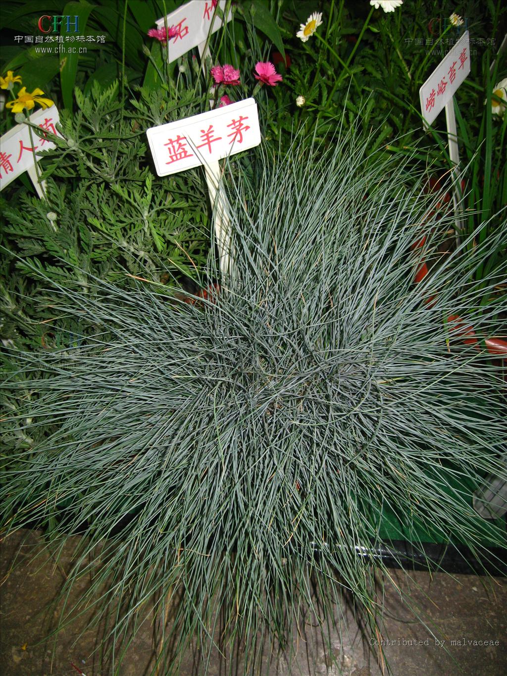  p>羊茅(学名: i>festuca ovina /i> l.