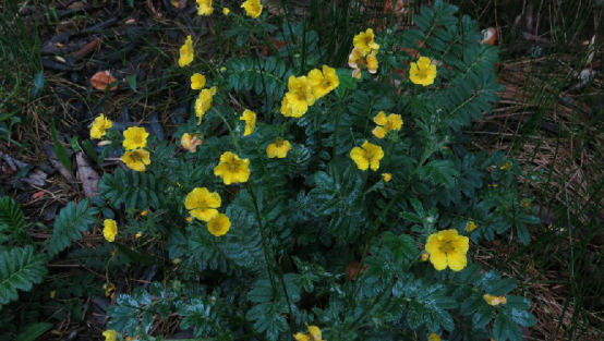 为蔷薇科植物银叶委陵菜 i>potentilla leuconota /i> d.