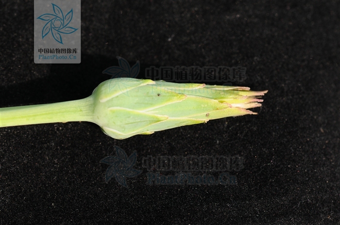  p>老虎嘴,桃叶鸦葱:多年生草本.