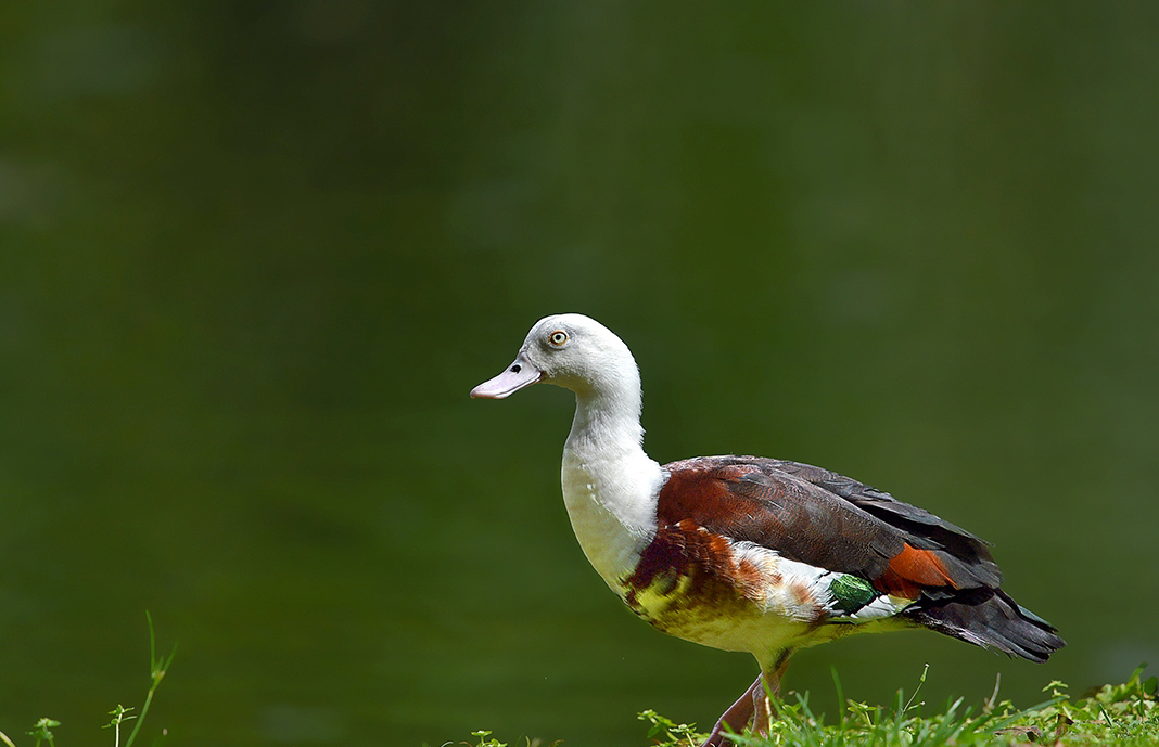  p>白腹麻鸭(学名:tadorna radjah)是 a target="_blank" href="/item