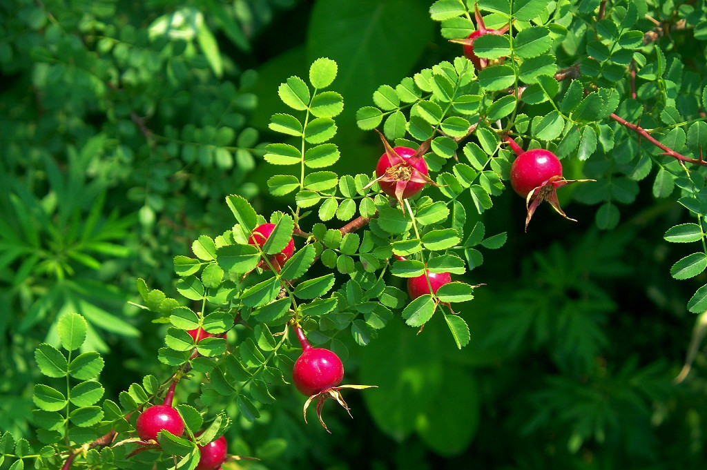 rosa xanthina lindl.