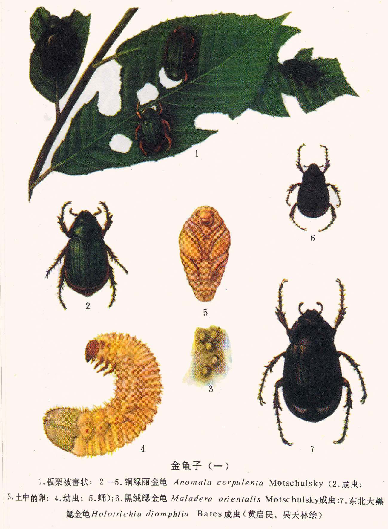  p>铜绿异丽金龟(anomala corpulenta)是 a href="#" data-lemmaid="