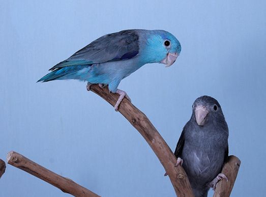  p>太平洋鹦哥(学名: i>forpus coelestis /i>)是一种小鹦鹉,体羽主要