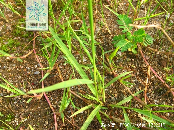 violascens /i> link),别名:五指草,是木兰纲, a target="_blank"