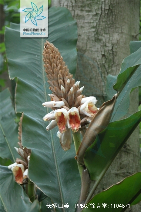  p>长柄山姜( a href="#" data-lemmaid="8074