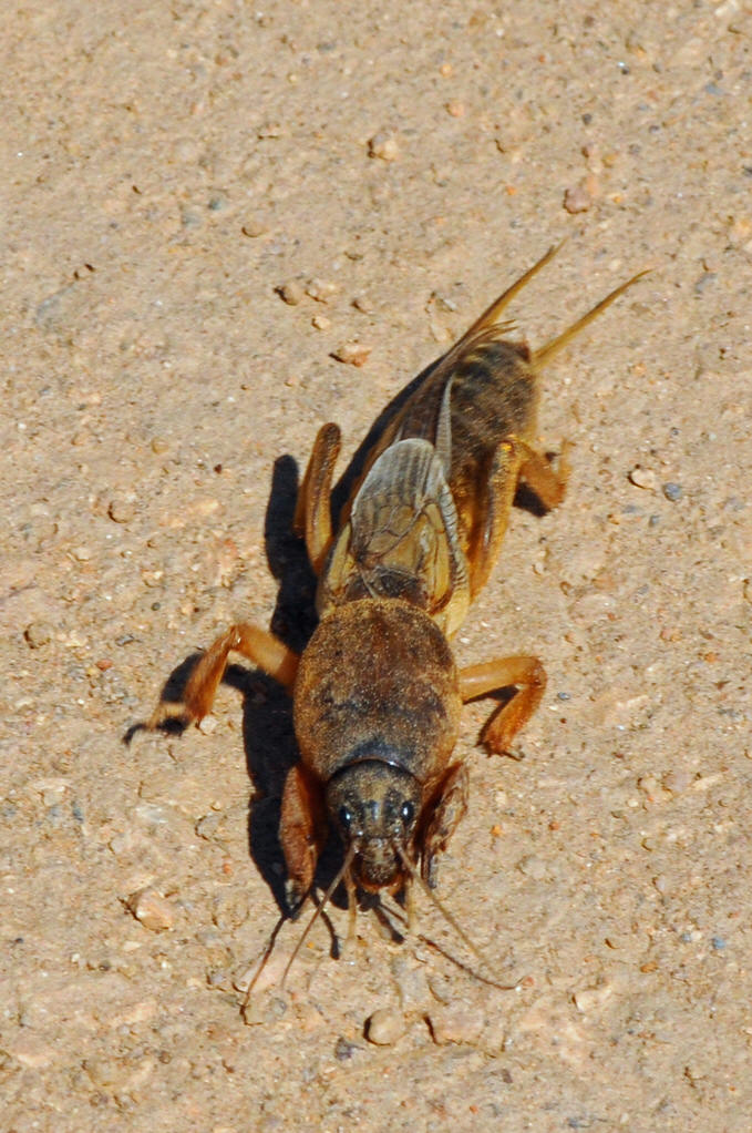 ">直翅目 /a>, a href="#" data-lemmaid="2665410">蝼蛄科 /a>