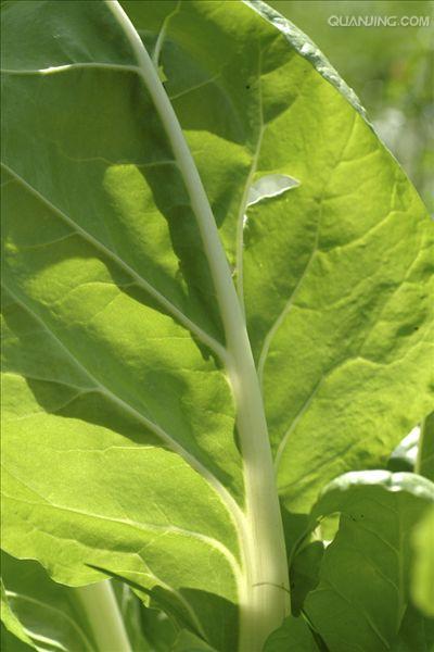 牛皮菜