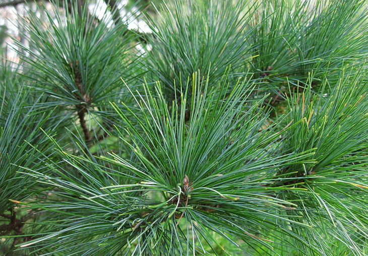  p>北美乔松(学名: i>pinus strobus /i>  linn.