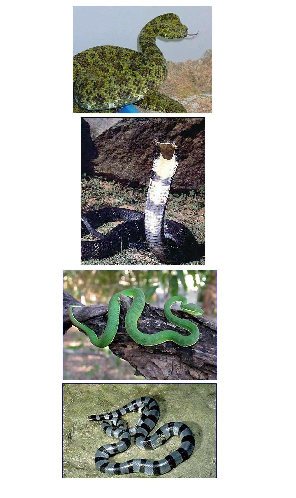 灰蓝刻扁尾海蛇