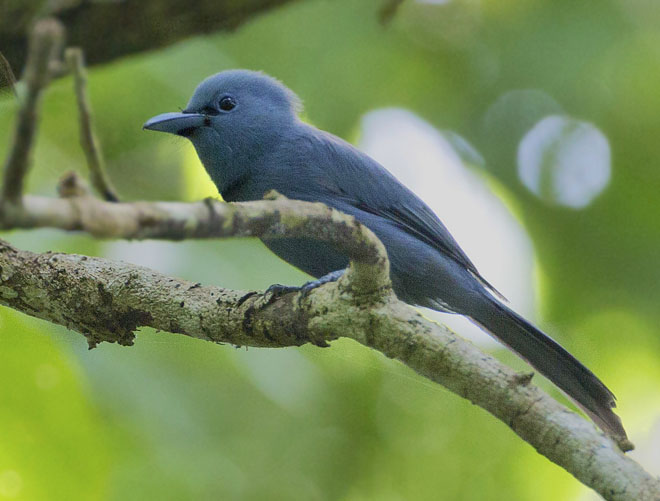 雄鸟体羽喙基,下颏,飞羽和尾下覆羽黑色,胸部有非常微弱的黑色羽圏