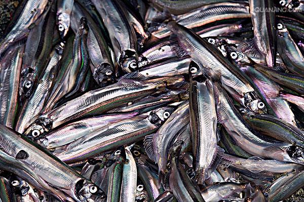  p>毛鳞鱼的叫法来自阿伊努人,因鱼身有一种鲜黄瓜般的气味而得名.