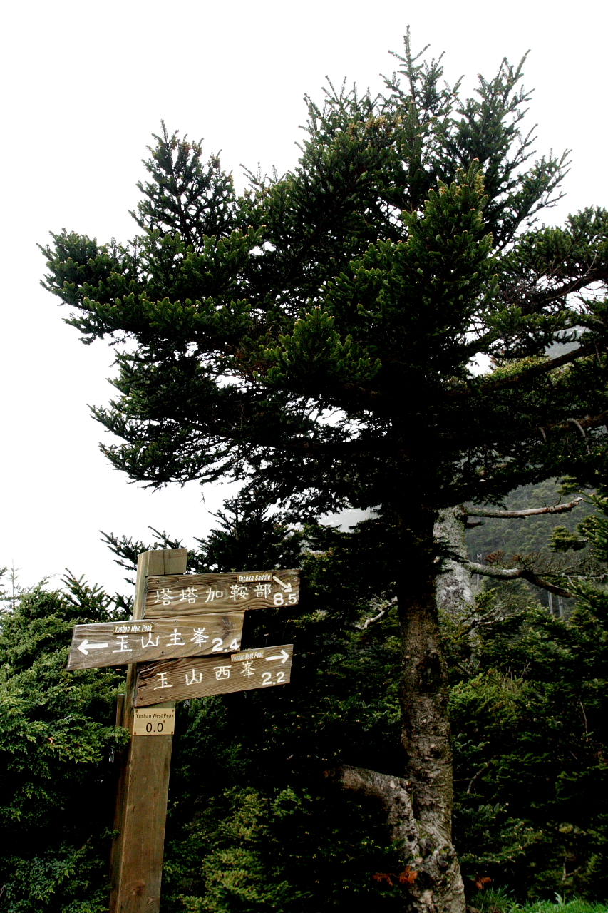  p>台湾冷杉(学名: i>abies kawakamii /i> (hayata) ito)是松科,冷杉