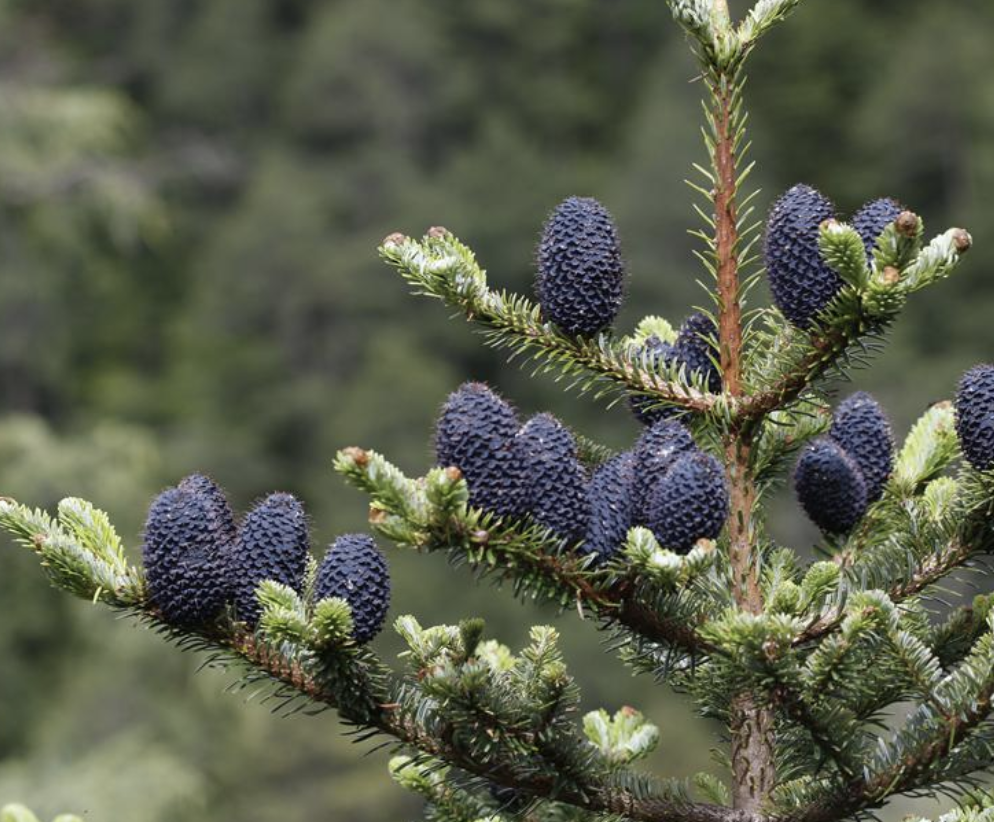 abies ferreana borderes et gaussen