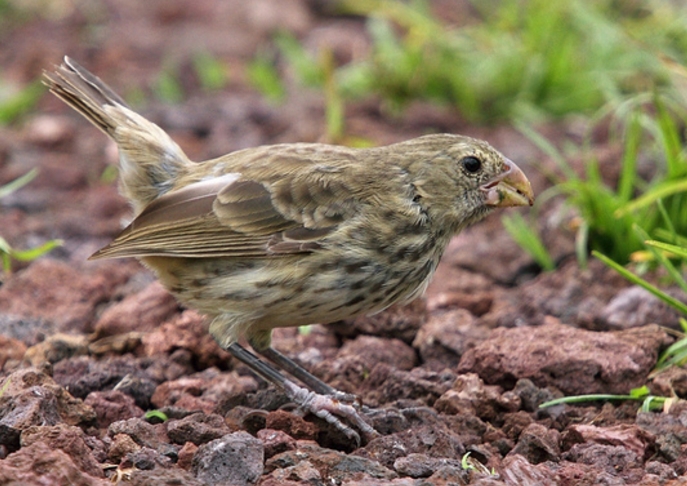  p>植食树雀属(学名: i>platyspiza /i>):仅