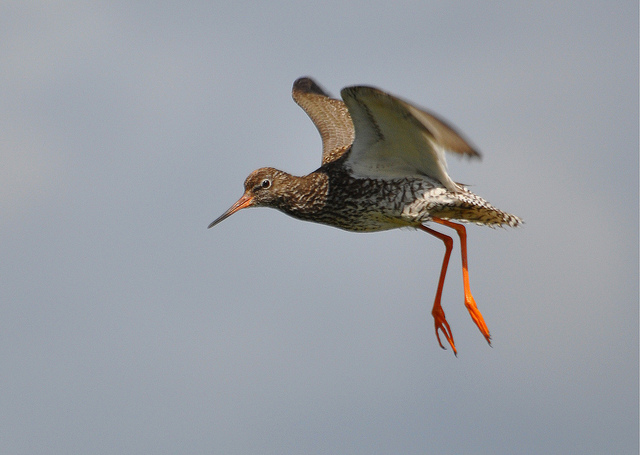 common redshank
