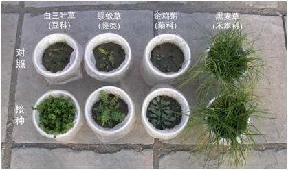 丛枝菌根_百度百科