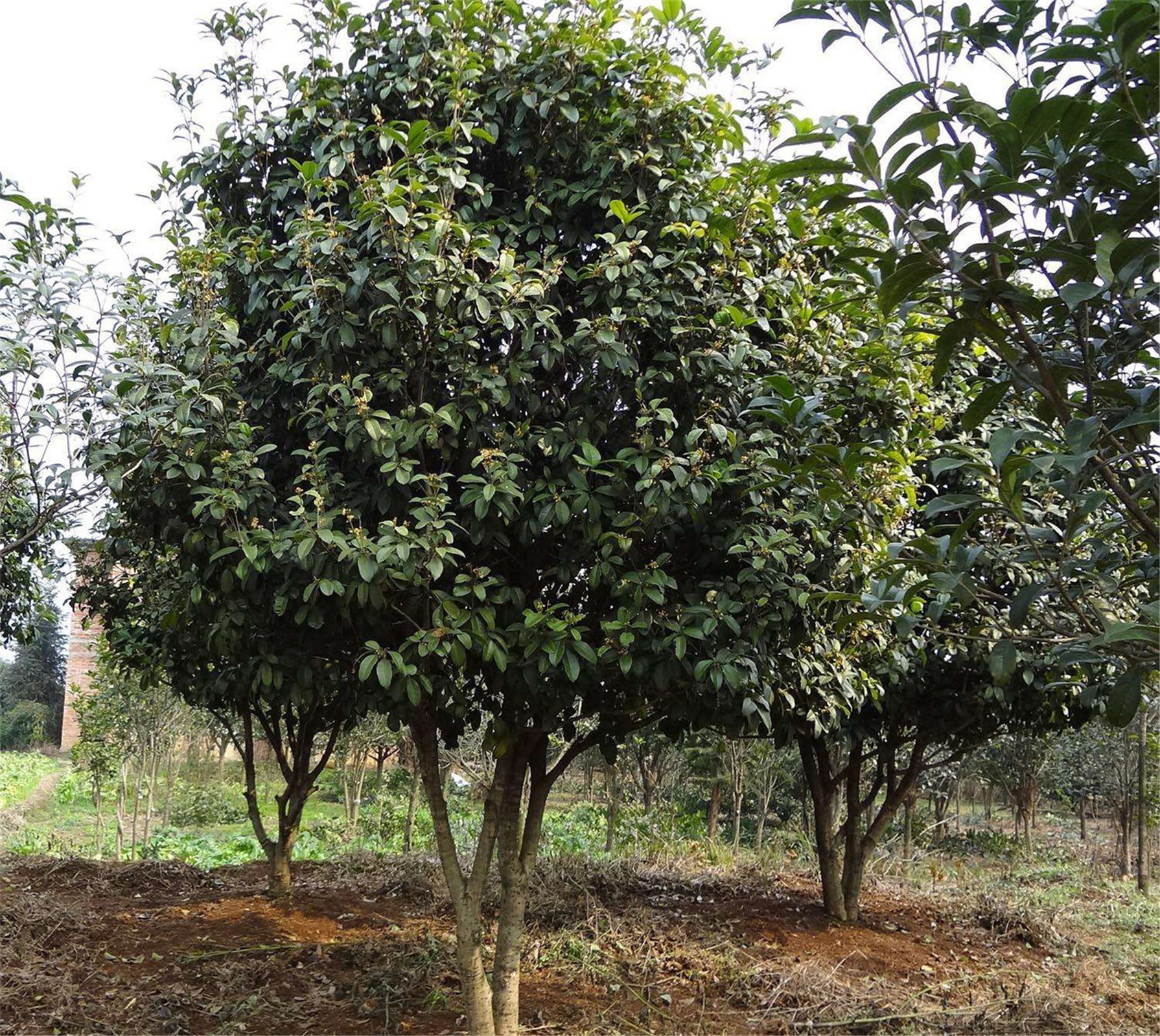 osmanthus fragrans var. semperflorens