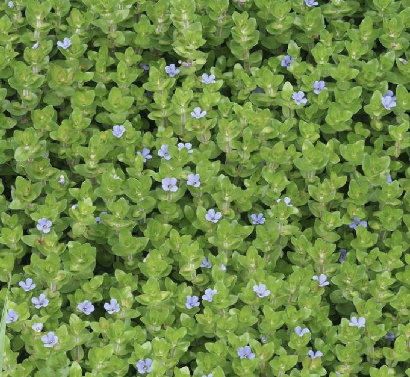 bacopa monnieri