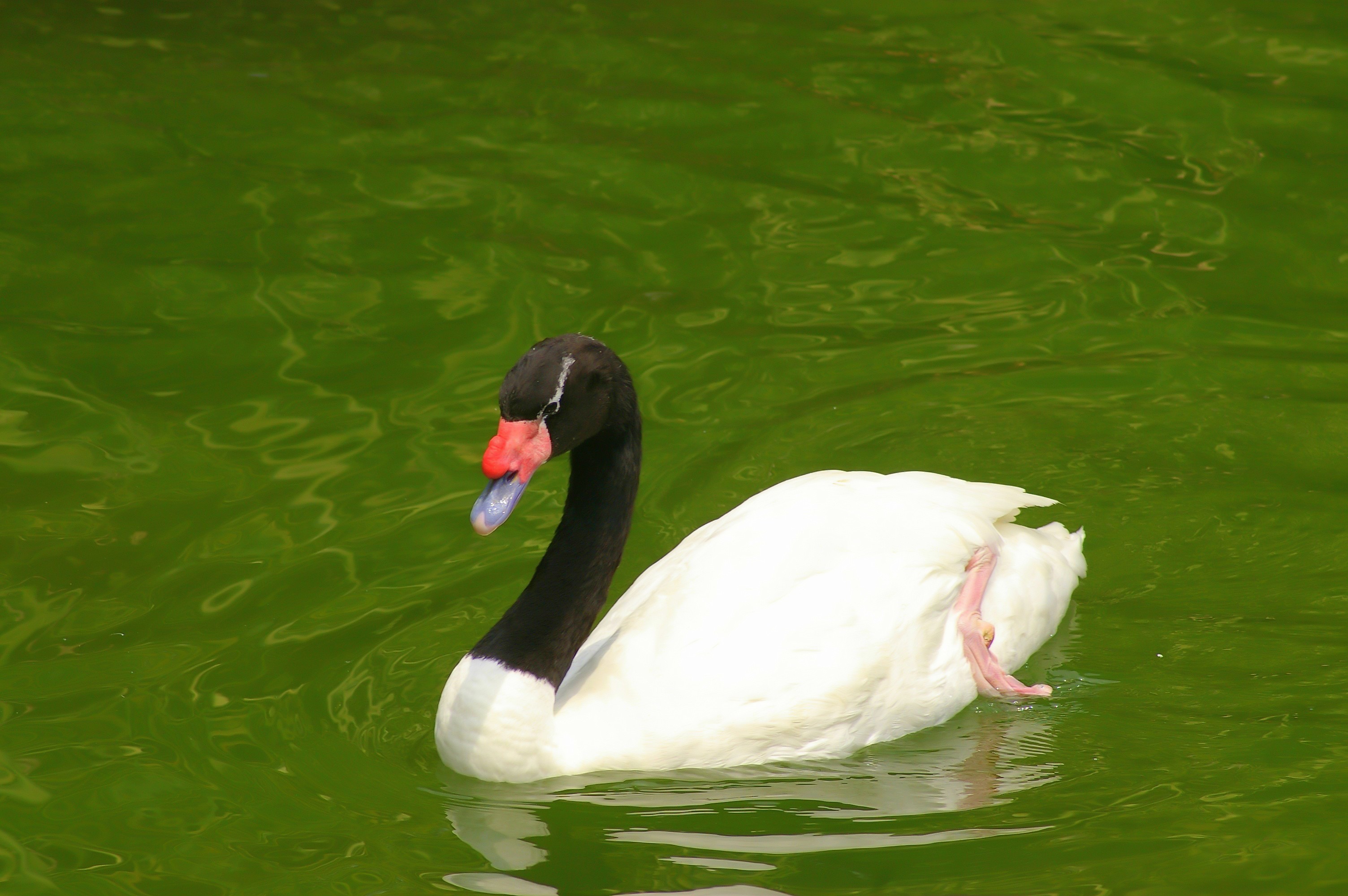  p>黑颈天鹅(学名: i>cygnus melancoryphus /i>):是一种产于南美的 a