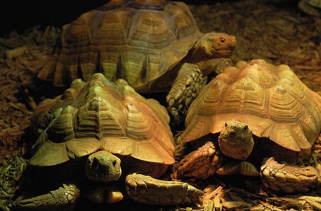  p>苏卡达陆龟(学名: i>centrochelys sulcata /i>):是爬行纲,龟鳖目