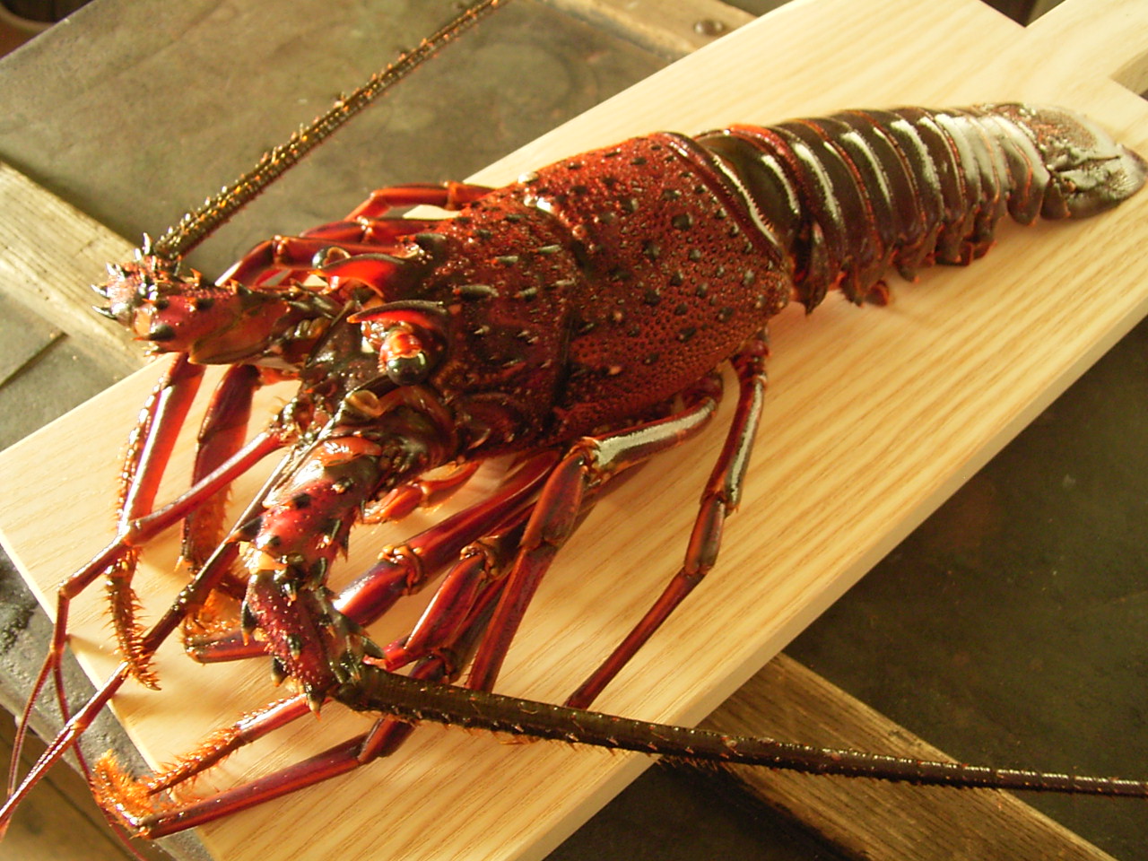日本龙虾