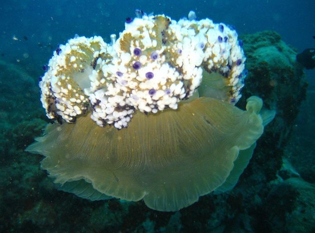  p>蛋黄水母(学名: i>cotylorhiza tuberculata /i>)是钵水母纲 a