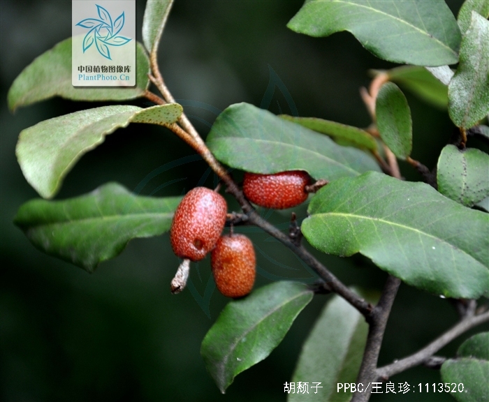  p>胡颓子,别名:蒲颓子,半含春,卢都子,雀儿酥,甜棒子,牛奶子根,石