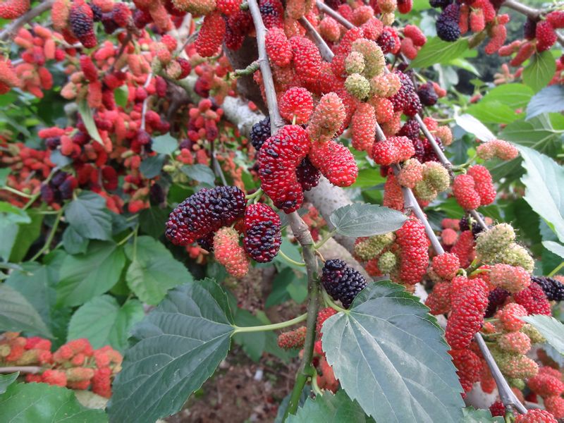  p data-id="gnwm9or240">花都宝桑园位于广州市花都区缠岗村山前大道