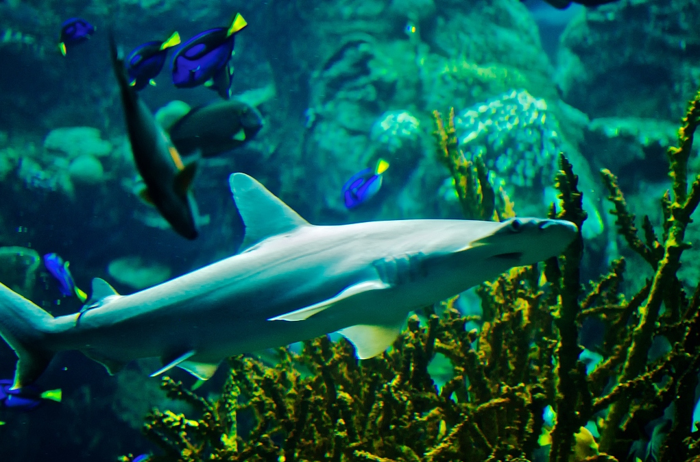  p>窄头双髻鲨(学名: i>sphyrna tiburo /i>)是双髻鲨科,双髻鲨属的一