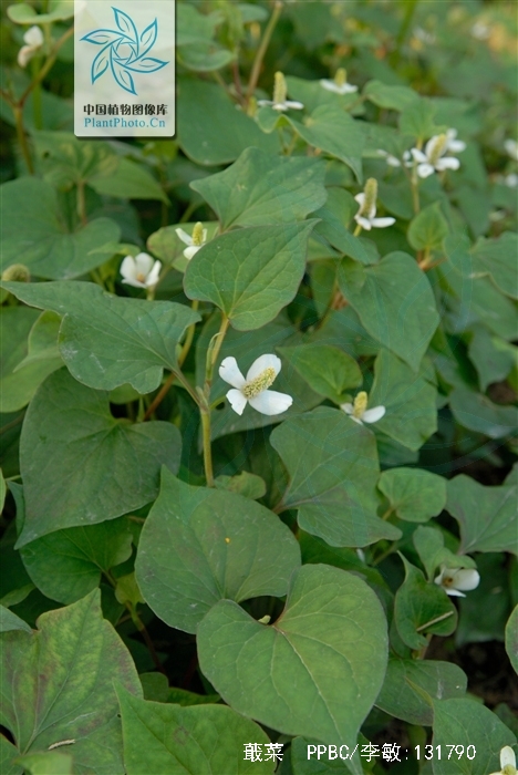 是三白草科,蕺菜属腥臭草本植物,高可达60厘米.