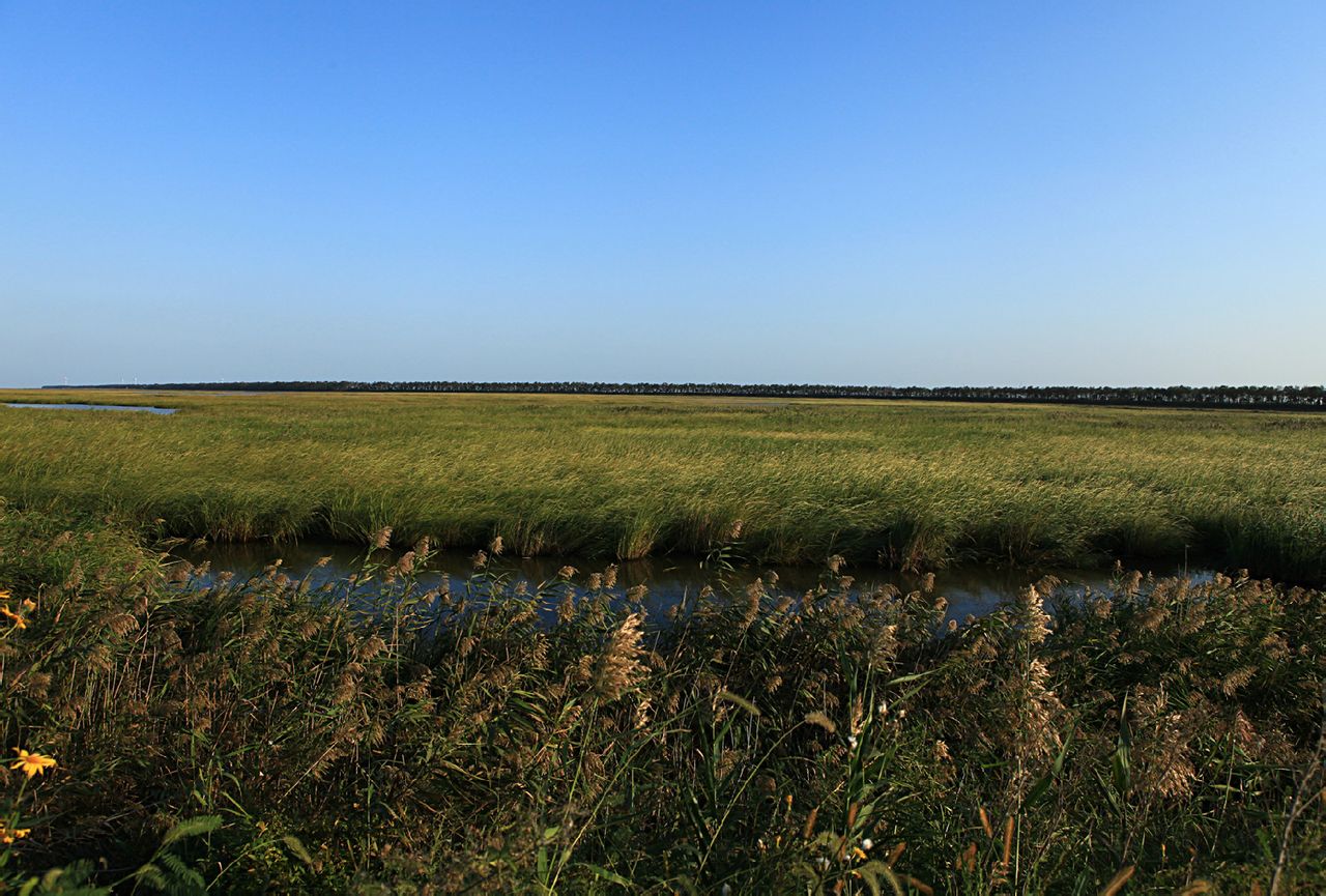 大丰国家海涂湿地公园