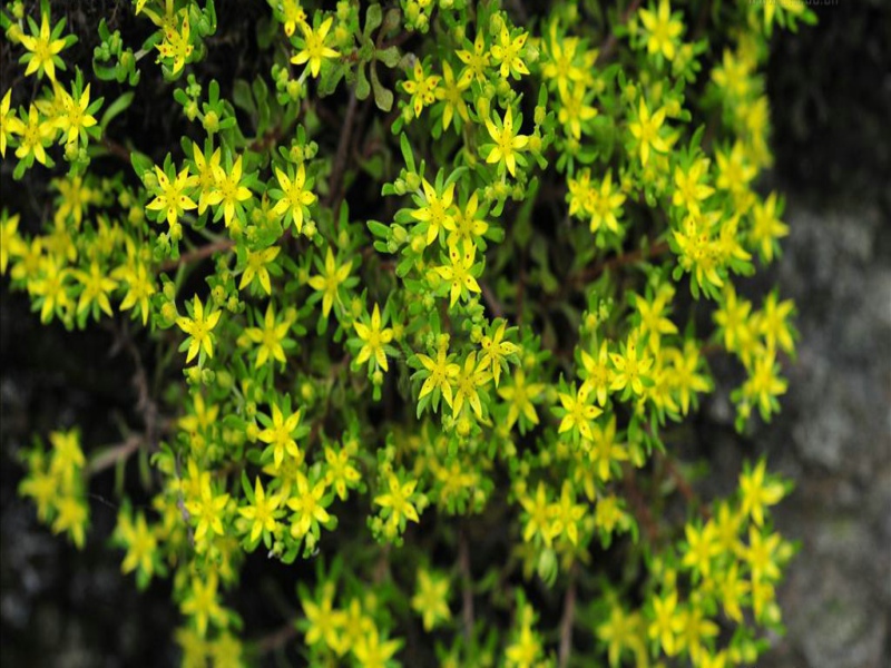  p>细小景天(学名:sedum subtile)是景天科景天属的植物.